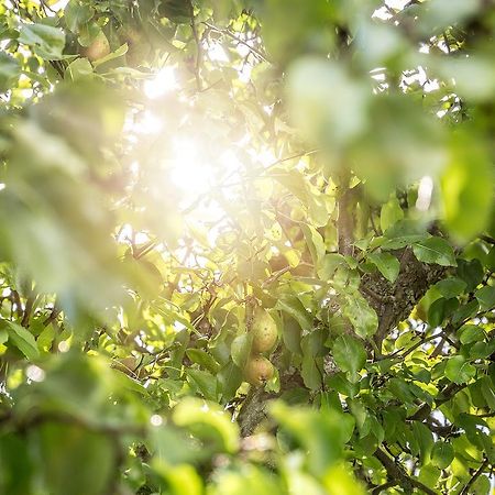 Tradgardshuset I Sankt Olof Βίλα Εξωτερικό φωτογραφία